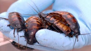Así son las cucarachas mutantes que ya han llegado a España y puedes tener en tu casa